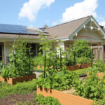 La cocina de Agrace cultiva una gran variedad de verduras y hierbas en nuestros jardines, que se cosechan para las comidas de los pacientes, el personal y los visitantes.