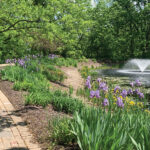 The Memorial Walk encircles a small pond and fountain; in spring it's surrounded by irises. 